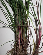 IMG_0086