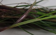 IMG_0088