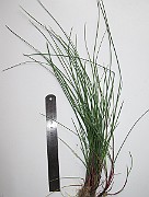 IMG_0091