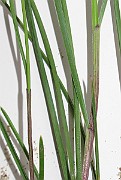 IMG_0097