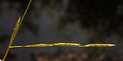 IMG_1293