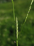 IMG_1530