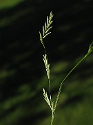 IMG_1594