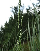 IMG_5130