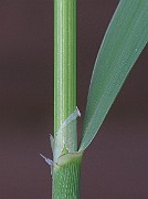 IMG_4576