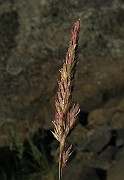 IMG_4998