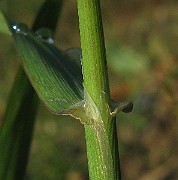 IMG_4999
