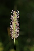 IMG_0033