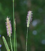 IMG_0035