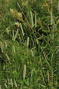 IMG_0179