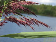 IMG_1931