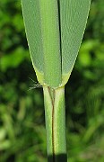 IMG_4125