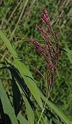 IMG_5788