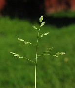 IMG_3988