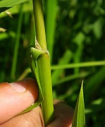 IMG_0429