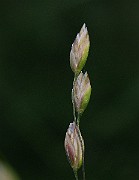 IMG_4869