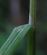 IMG_4879