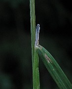 IMG_4887