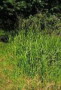 Poa_Palustris