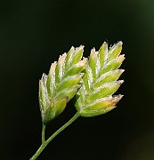IMG_5829