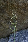 IMG_9943