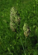 Dactylis glomerata