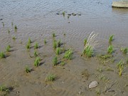 Deschampsia bottnica