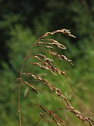 Deschampsia cespitosa