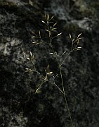 Deschampsia flexuosa