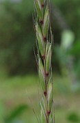 Elymus caninus