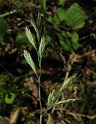 Festuca ovina