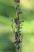 Molinia caerulea