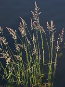 Phalaris arundinacea