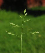 Poa annua