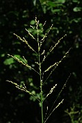 Poa palustris
