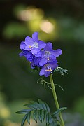 IMG_0007
