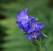IMG_9996