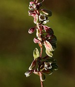 IMG_1738