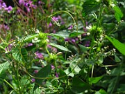 IMG_2895