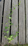 IMG_3736