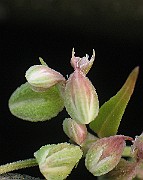 IMG_3737