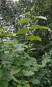 IMG_4987