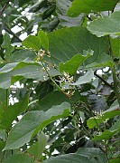 IMG_4990