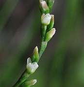 IMG_2540