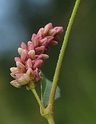 IMG_2502
