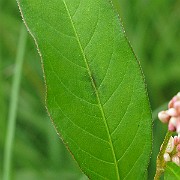 IMG_2504