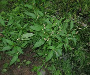 IMG_2558