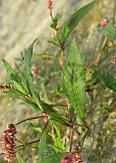 IMG_4831