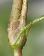 IMG_4478