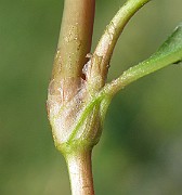IMG_4479